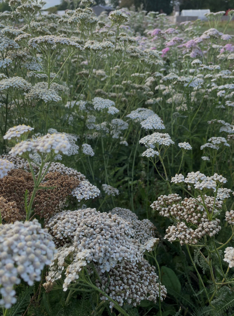 Yarrow herb tea (Achillea millefolium L.)