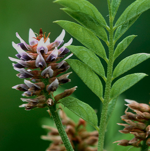 Liquorice root tea (Glycyrrhiza glabra L.) Lab-proven Quality and Purity