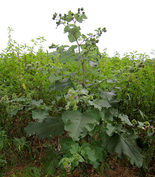 Burdock root herbal tea (Articum lappa L.) Lab-proven Quality and Purity