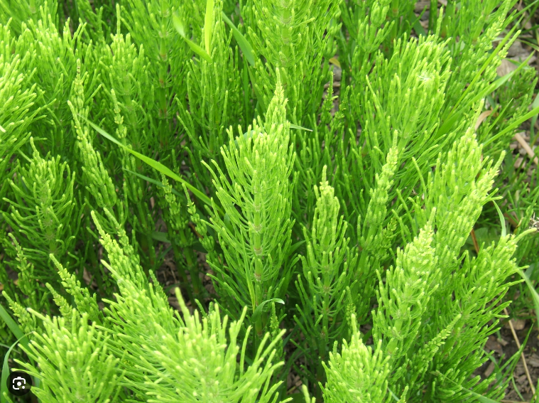 Horsetail powder herb tea (Equisetum arvense L.)