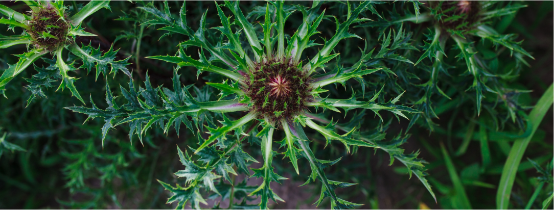 Carline thistle root tea (Carlina acaulis L.) Lab-proven Quality and Purity