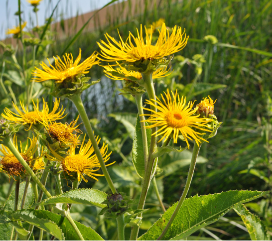 Elecampane root tea (Inula helenium L.) Lab-proven Quality and Purity