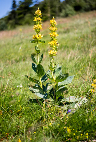 Yellow Gentian root tea (Gentiana lutea L.) Lab-proven Quality and Purity