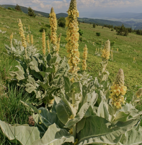 Mullein flower tea (Verbascum thapsus L.) Lab-proven Quality and Purity