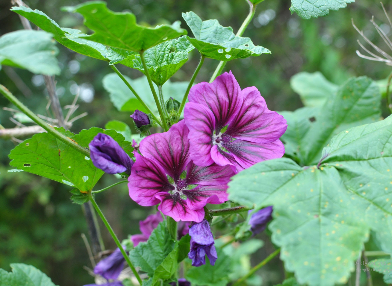 Blue Mallow flower tea (Malva sylvestris L.) Lab-proven Quality and Purity