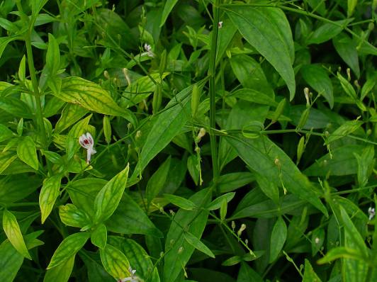 Green chiretta herb tea (Andrographis paniculata (Burm.f.) Wall. ex Nees) Lab-proven Quality and Purity