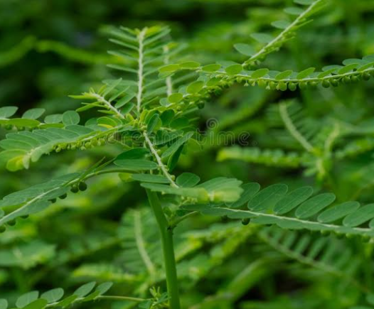 Chanca piedra - Quebra Pedra - dried herb tea (Phyllanthus niruri L.) Lab-proven Quality and Purity