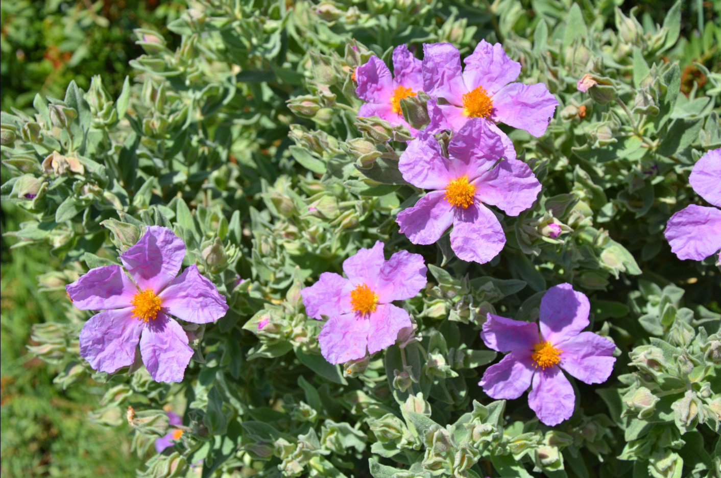 Rock rose leaf tea (Cistus incanus L.) Lab-proven Quality and Purity