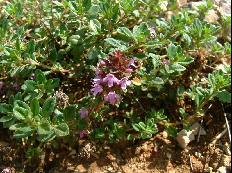 Wild Thyme herb tea (Thymus serpyllum L.) Lab-proven Quality and Purity