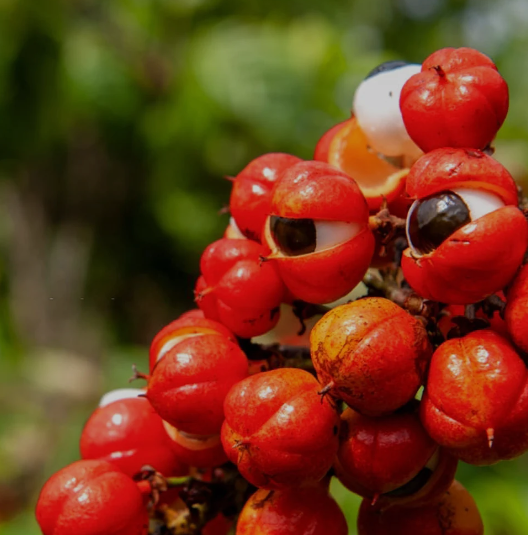 Guarana powdered tea (Paullinia cupana - Kunth)