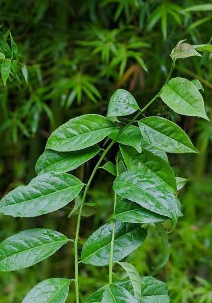 Amazonian Guayusa leaf tea (Ilex guayusa Loes.) Lab-proven Quality and Purity