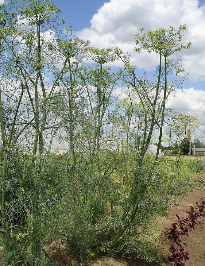 Dill seeds tea (Anethum graveolens L.)