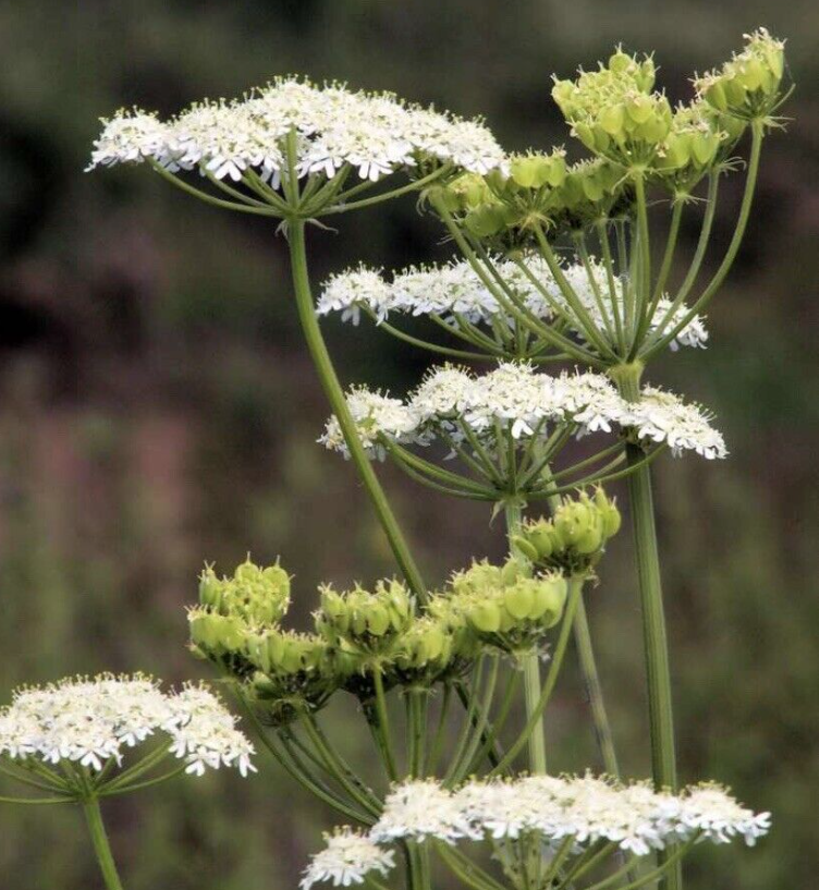 Anise seed tea (Pimpinella anisum L.)