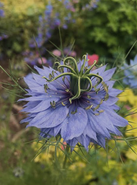 Black Cumin seeds tea (Nigella sativa L.) Lab-proven Quality and Purity