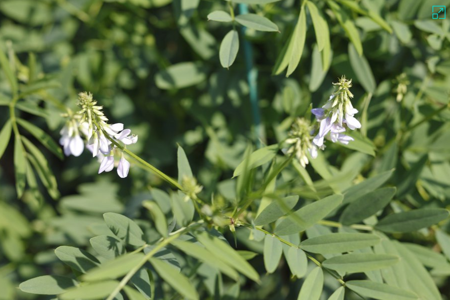 Goats Rue herb tea (Galega officinalis L.) Lab-proven Quality and Purity