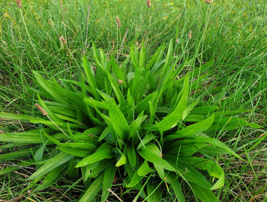 English Plantain leaf tea (Plantago lanceolata L.) Lab-proven Quality and purity