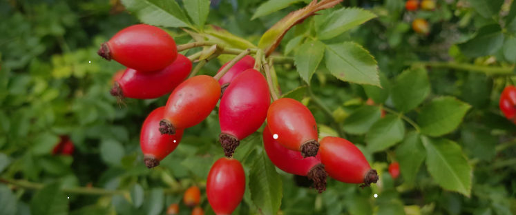 Rosehip dried berry (Rosa canina L.)