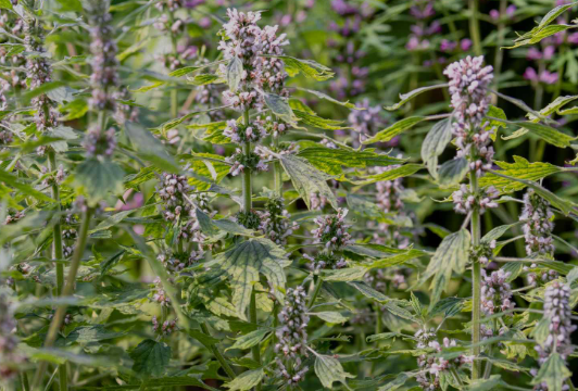 Motherwort herb tea (Leonurus cardiaca L.)