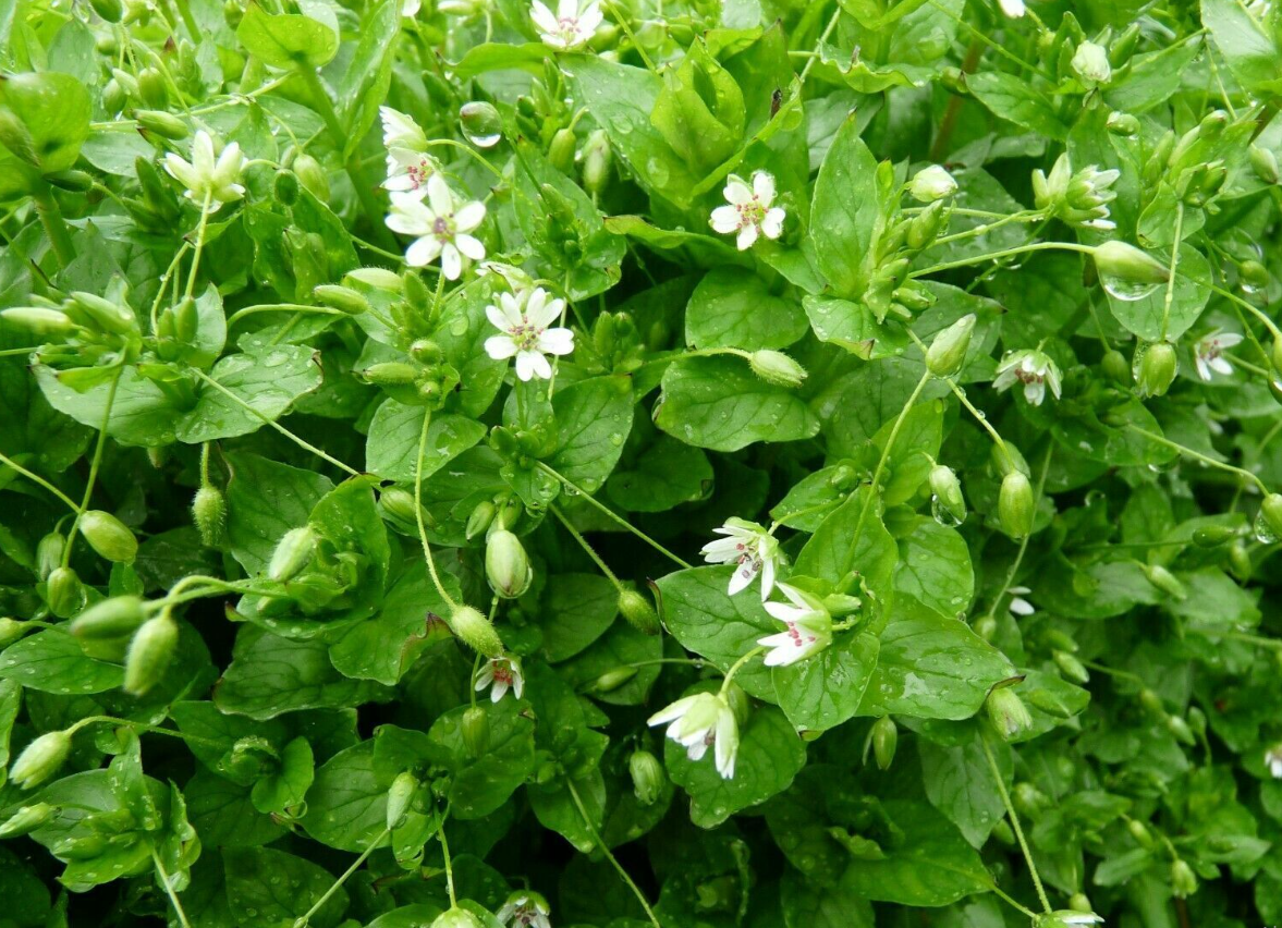 Eyebright herb tea (Euphrasia officinalis L.)