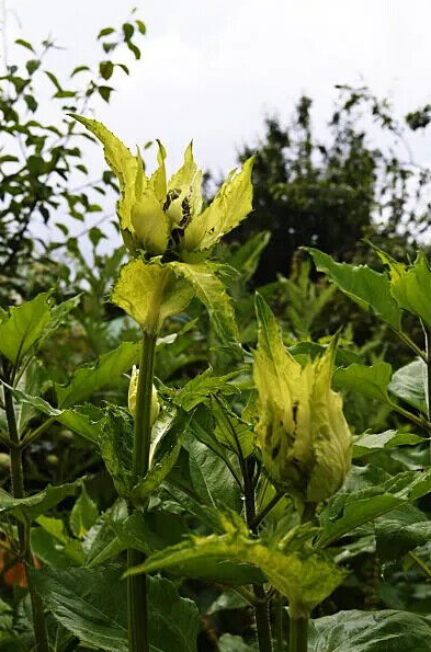 Cabbage Thistle herb tea(Cirsium oleraceum (L.)Scop.)