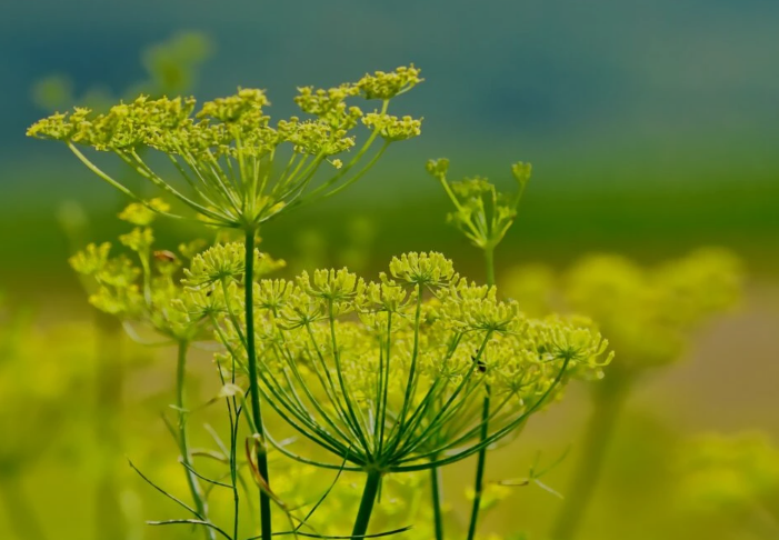 Fennel seeds tea (Foeniculum vulgare Mill.)