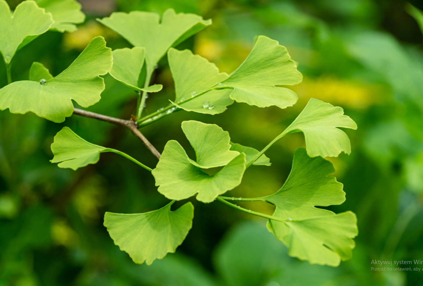 Ginkgo leaf tea (Ginkgo biloba L.) Lab-proven Quality and Purity