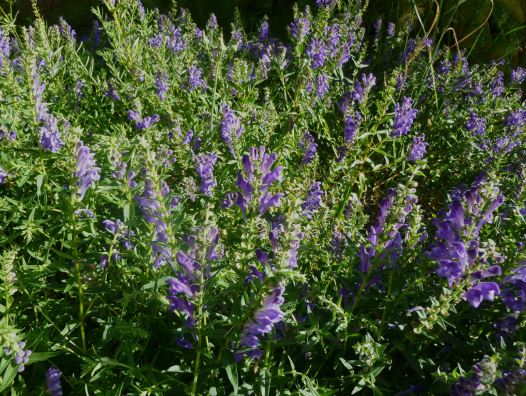 Baikal skullcap ground root tea (Scutellaria baicalensis Georgi.) Lab-proven Quality and Purity