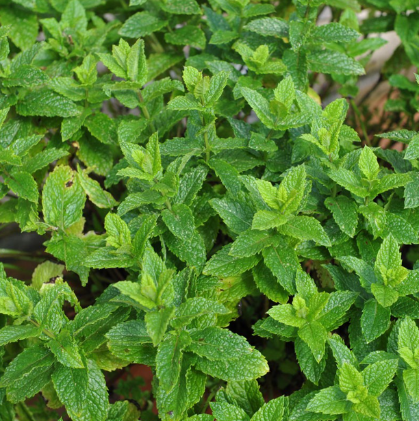 Peppermint leaf tea (﻿Mentha piperita officinalis L.) Lab-proven Quality and Purity