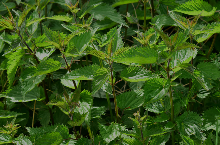 Nettle leaf tea (Urtica dioica L.) Lab-proven Quality and Purity