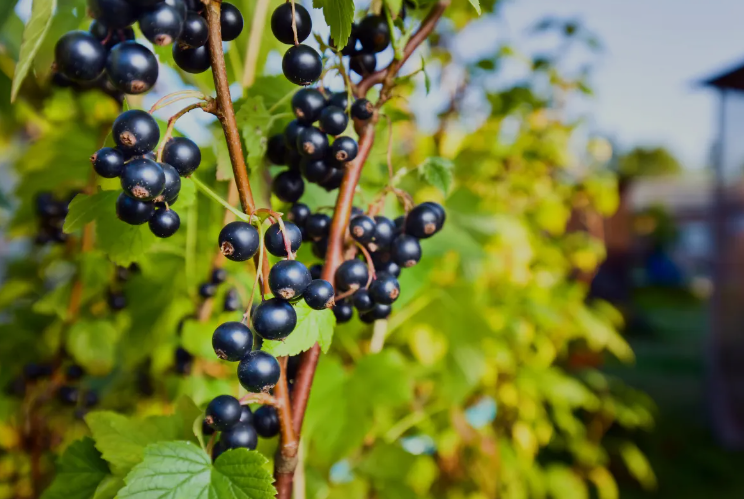 Blackcurrant leaf tea (Ribes nigrum - L.) Lab-proven Quality and Purity