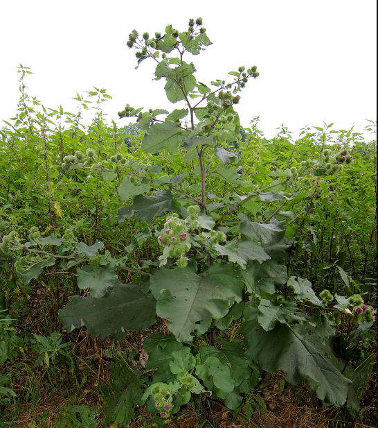 Burdock seeds tea (Articum lappa L.)