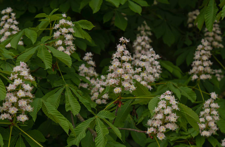 Horse Chestnut leaf tea (Aesculus hippocastanum - L.)