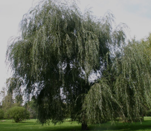 Willow powdered leaf tea (Salix alba L.)