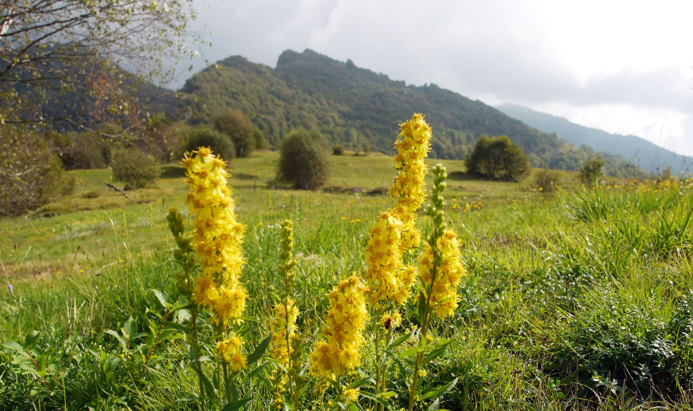 Goldenrod herb tea (Solidago virgaurea - L.)