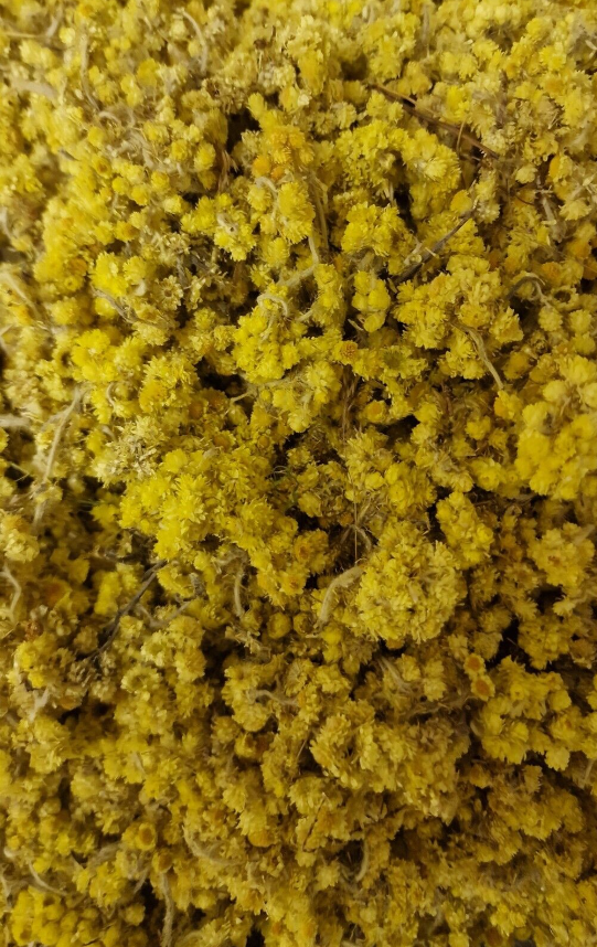 Everlasting flower tea (Helichrysum arenarium (L.)Moench.) Lab-proven Quality and Purity