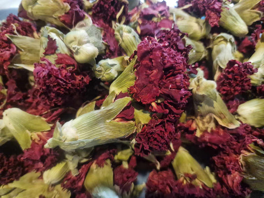 Whole dried Carnation flowers (Dianthus caryophyllus) showing whole blossoms for herbal tea infusions and culinary craft.