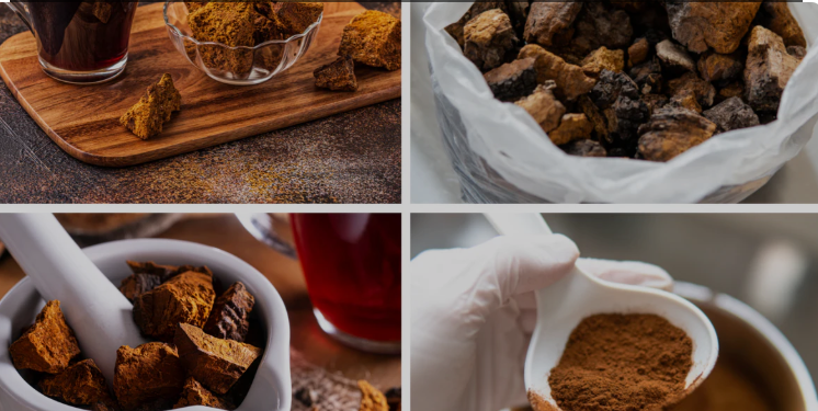 The traditional process of preparing wildcrafted Chaga mushroom powder using a mortar and pestle