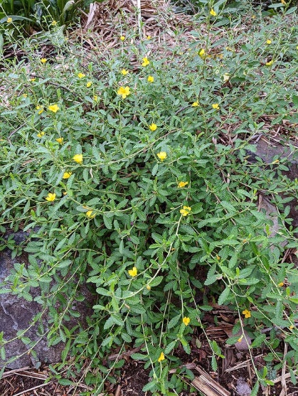 An outdoor view of a living Damiana shrub (Turnera diffusa), highlighting its characteristic small serrated green leaves and delicate, bright yellow five-petaled flowers.