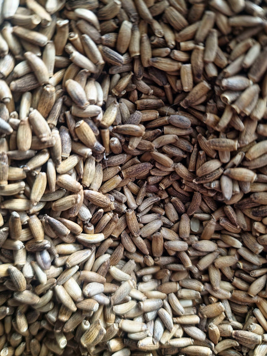 dried Milk thistle seeds, an herbal remedy