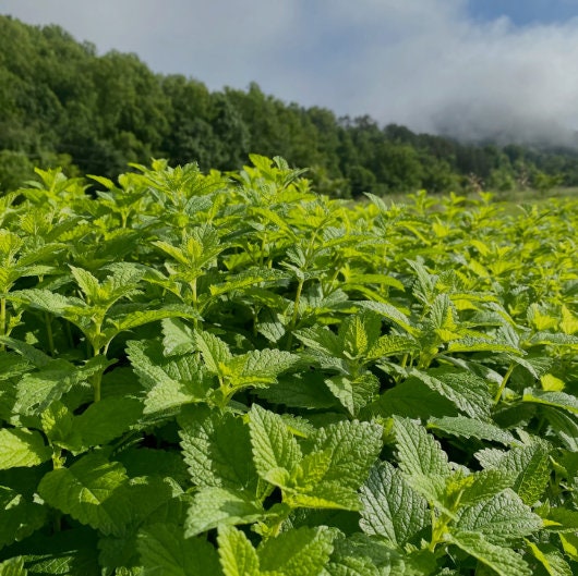 Lemon Balm leaf tea (Melissa officinalis L.) Lab-proven Quality and Purity