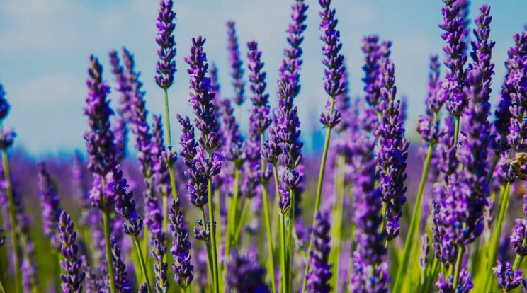 Lavender flower tea (Lavandula angustifolia Mill.) Lab-proven Quality and Purity