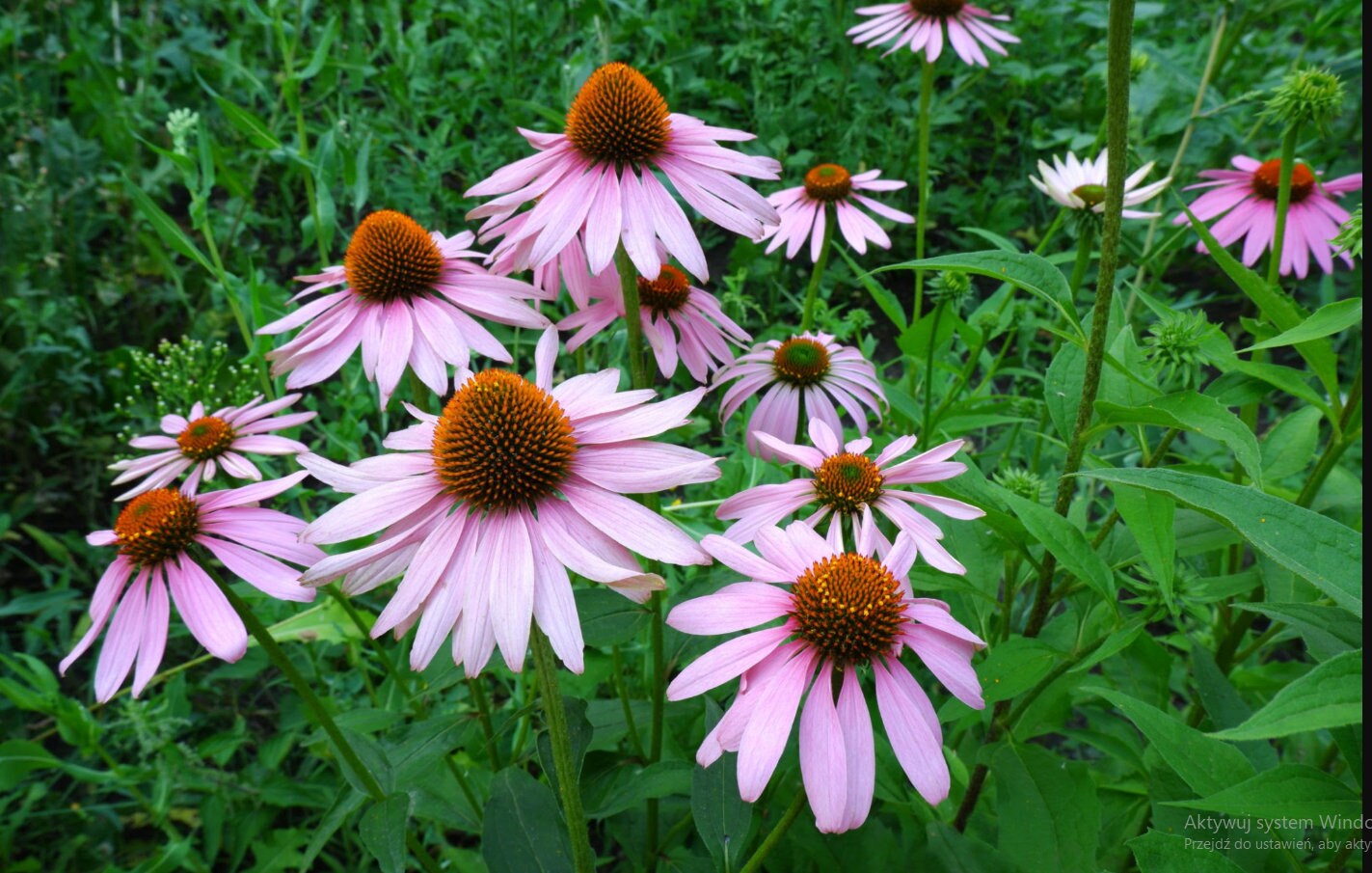 Purple coneflower root tea (Echinacea purpurea (L.)Moench.)