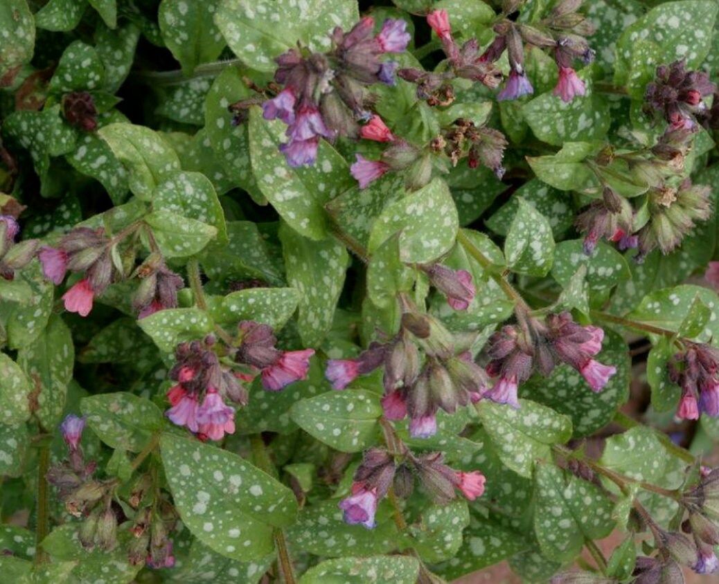 Lungwort herb tea (Pulmonaria officinalis L.) Lab-proven Quality and Purity