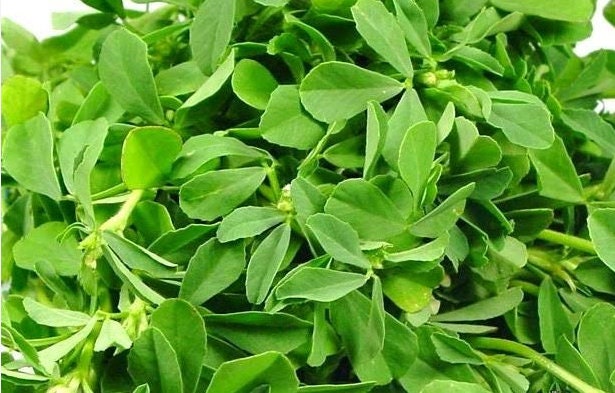 Fenugreek seeds tea (Trigonella foenum-graecum L.)