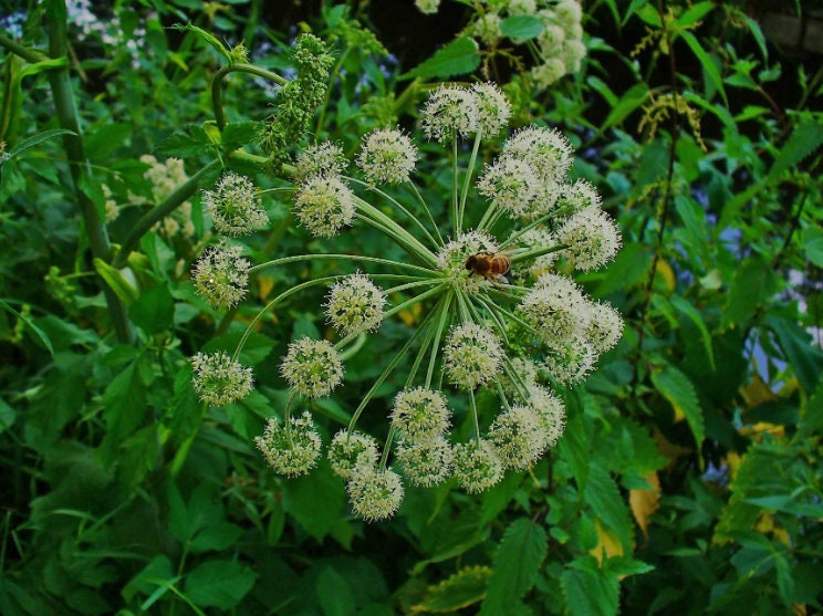 Angelica root tea (Angelica archangelica L.) Lab-proven Quality and Purity