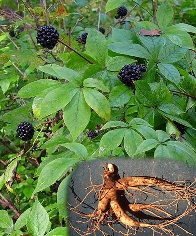 Siberian Ginseng root tea (Eleutherococcus senticosus (Rupr. and Maxim.)Maxim.) Lab-proven Quality and Purity