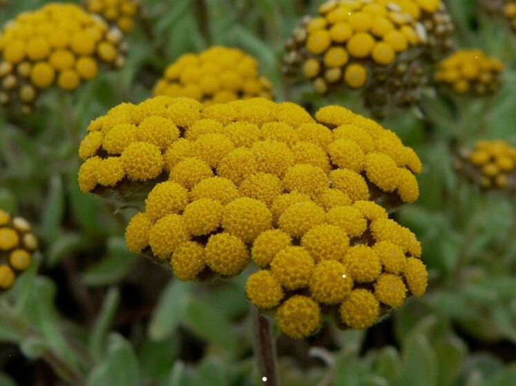 Everlasting flower tea (Helichrysum arenarium (L.)Moench.) Lab-proven Quality and Purity