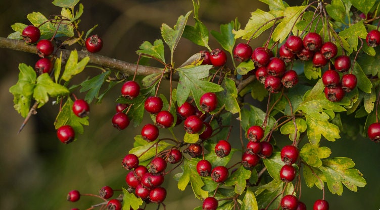 Hawthorn berry tea (Crataegus monogyna Jacq.) Lab-proven Quality and Purity