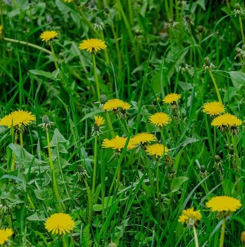 Dandelion leaf tea (Taraxacum officinale Webb.) Lab-proven Quality and Purity