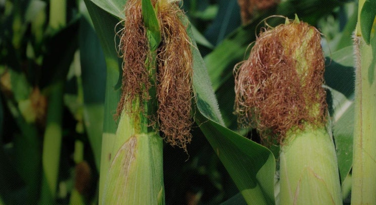 Corn whole silk tea (Zea mays L.)